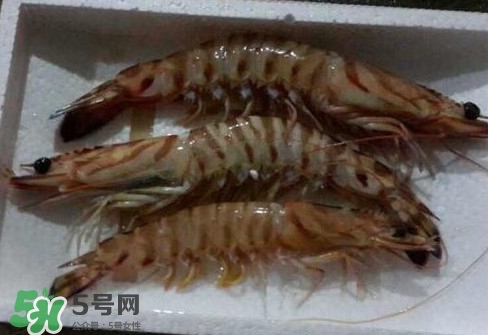 竹節(jié)蝦多少錢一斤？2017竹節(jié)蝦價格