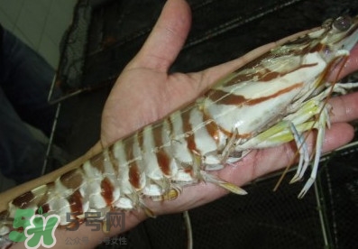 竹節(jié)蝦和基圍蝦哪個(gè)好？基圍蝦貴還是竹節(jié)蝦貴