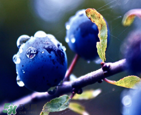 藍(lán)莓和橙子能一起吃嗎？藍(lán)莓和橙子一起吃好嗎？