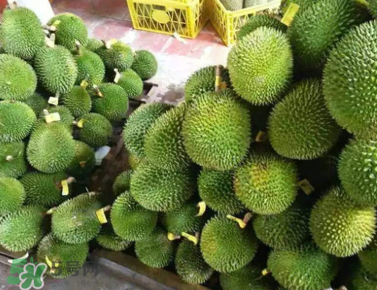 托曼尼榴蓮多少錢？托曼尼榴蓮是哪里的？