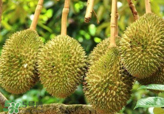 托曼尼榴蓮多少錢？托曼尼榴蓮是哪里的？