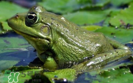 牛蛙是田雞嗎？牛蛙是蟾蜍嗎