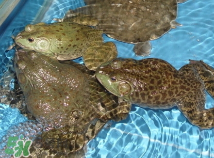 牛蛙算海鮮嗎？牛蛙和青蛙的區(qū)別