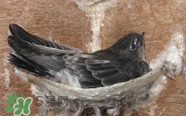 燕窩是燕子的口水嗎？燕窩是怎么形成的