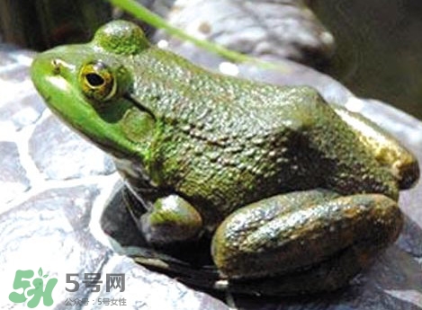 牛蛙是田雞嗎？牛蛙是蟾蜍嗎