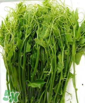 龍須菜有幾種？龍須菜多少錢一斤？