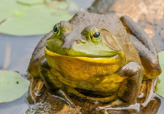 牛蛙什么時候最好吃肉最多？牛蛙幾月份的最好吃？