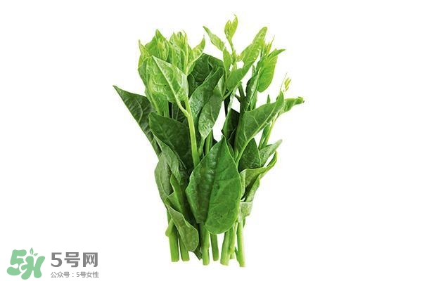 龍須菜有幾種？龍須菜多少錢一斤？