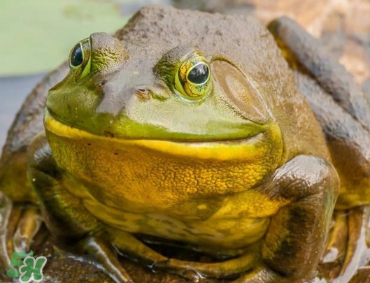 牛蛙什么時候最好吃肉最多？牛蛙幾月份的最好吃？
