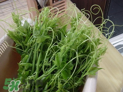 龍須菜是什么菜？龍須菜怎么吃？