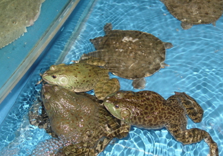 牛蛙算海鮮嗎？牛蛙和青蛙的區(qū)別