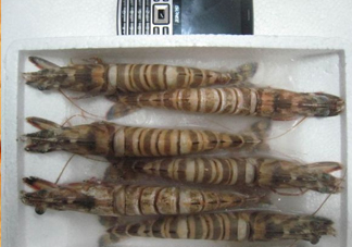 九節(jié)蝦多少錢一斤？九節(jié)蝦跟基圍蝦是一個品種嗎