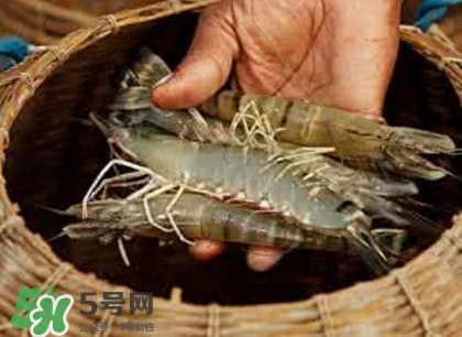 竹節(jié)蝦多少錢一斤？2017竹節(jié)蝦價格