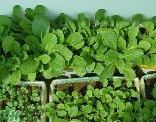 八月份可以種什么菜？八月份適合種植的蔬菜