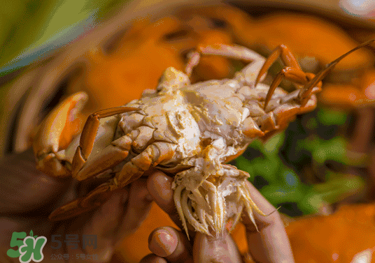 8月份吃什么螃蟹？8月份吃公蟹還是母蟹？