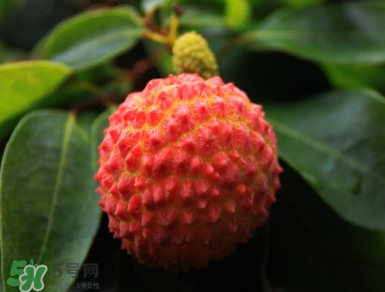 8月份還有荔枝嗎？荔枝幾月份下市？