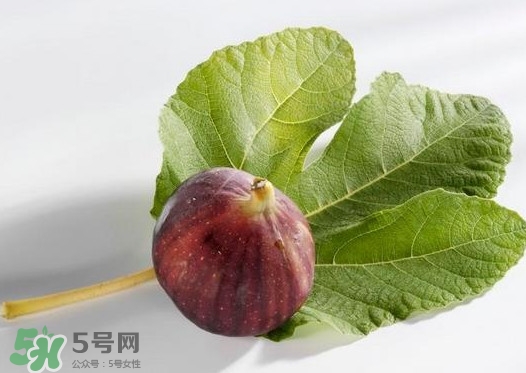 無(wú)花果葉子煮水有什么作用？無(wú)花果葉泡水喝的功效