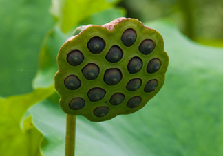 蓮蓬不能和什么同吃？蓮蓬和什么相克？