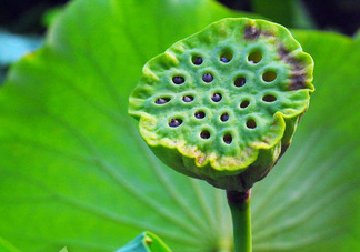 蓮蓬是荷花的什么？蓮蓬是什么意思？