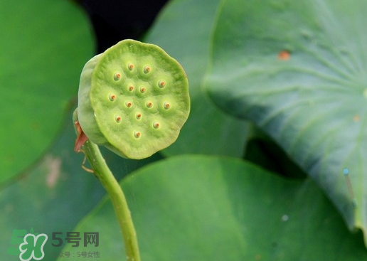 蓮蓬可以放多久？蓮蓬可以放冰箱嗎？