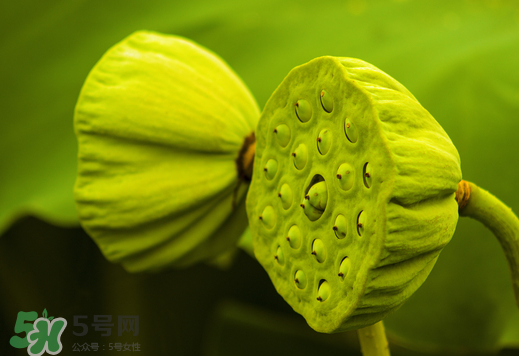 蓮蓬可以放多久？蓮蓬可以放冰箱嗎？