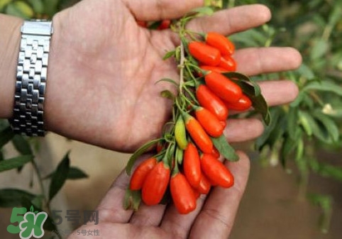 枸杞鮮果怎么吃？吃枸杞鮮果有什么好處