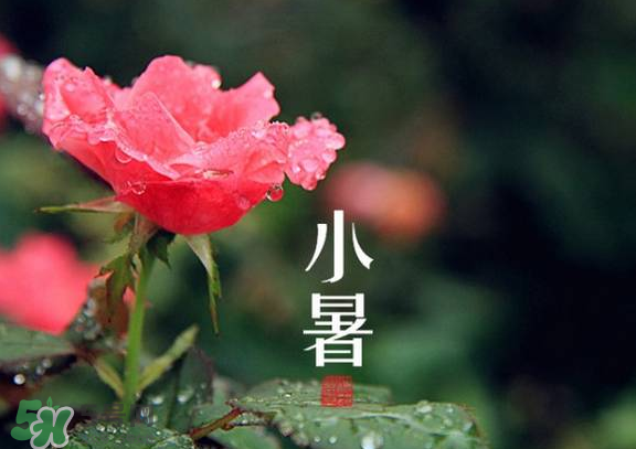 小暑是入伏嗎？小暑是不是入伏？