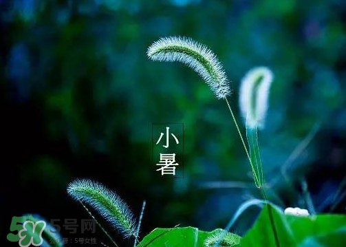 小暑是頭伏嗎？小暑是初伏嗎？