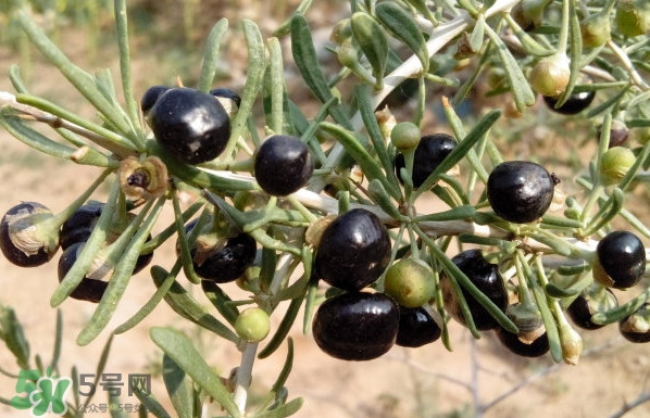 新鮮枸杞多少錢(qián)一斤？2017枸杞鮮果價(jià)格