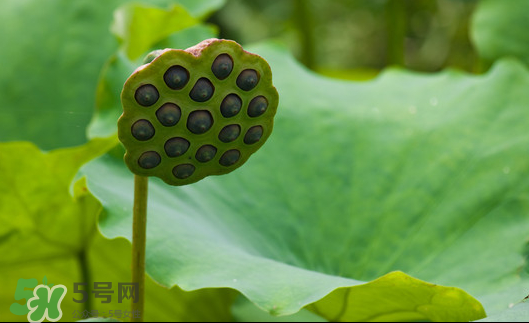 蓮蓬是荷花的什么？蓮蓬是什么意思？