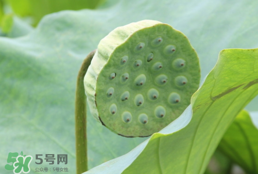 蓮蓬是荷花的什么？蓮蓬是什么意思？