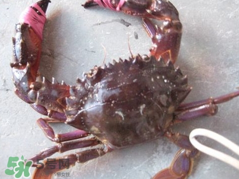 石夾紅是青蟹嗎？青蟹和石夾紅螃蟹的區(qū)別