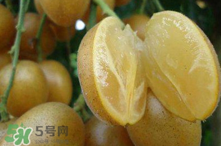 黃皮果品種有哪些？黃皮果哪個(gè)品種好吃