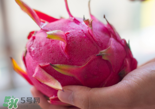 紅心火龍果什么時(shí)候成熟？紅心火龍果什么季節(jié)有？