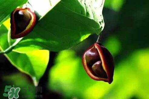 孕婦能吃蘋婆嗎？孕婦吃蘋婆對(duì)胎兒好嗎