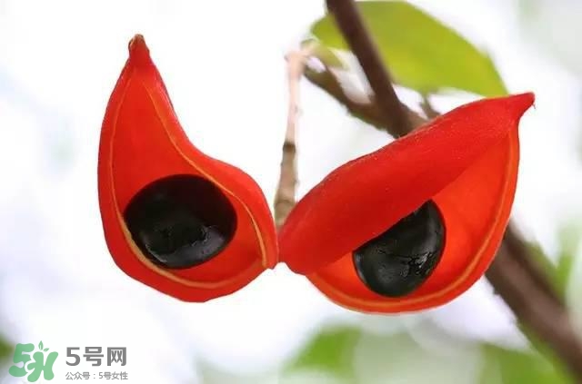 孕婦能吃蘋婆嗎？孕婦吃蘋婆對(duì)胎兒好嗎