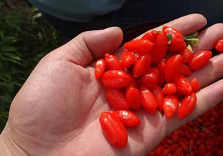 枸杞鮮果屬水果嗎？枸杞鮮果什么味道