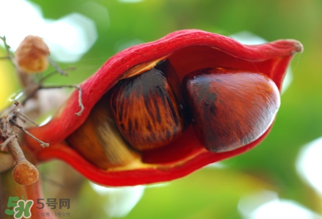 蘋婆怎么吃？蘋婆的功效與作用