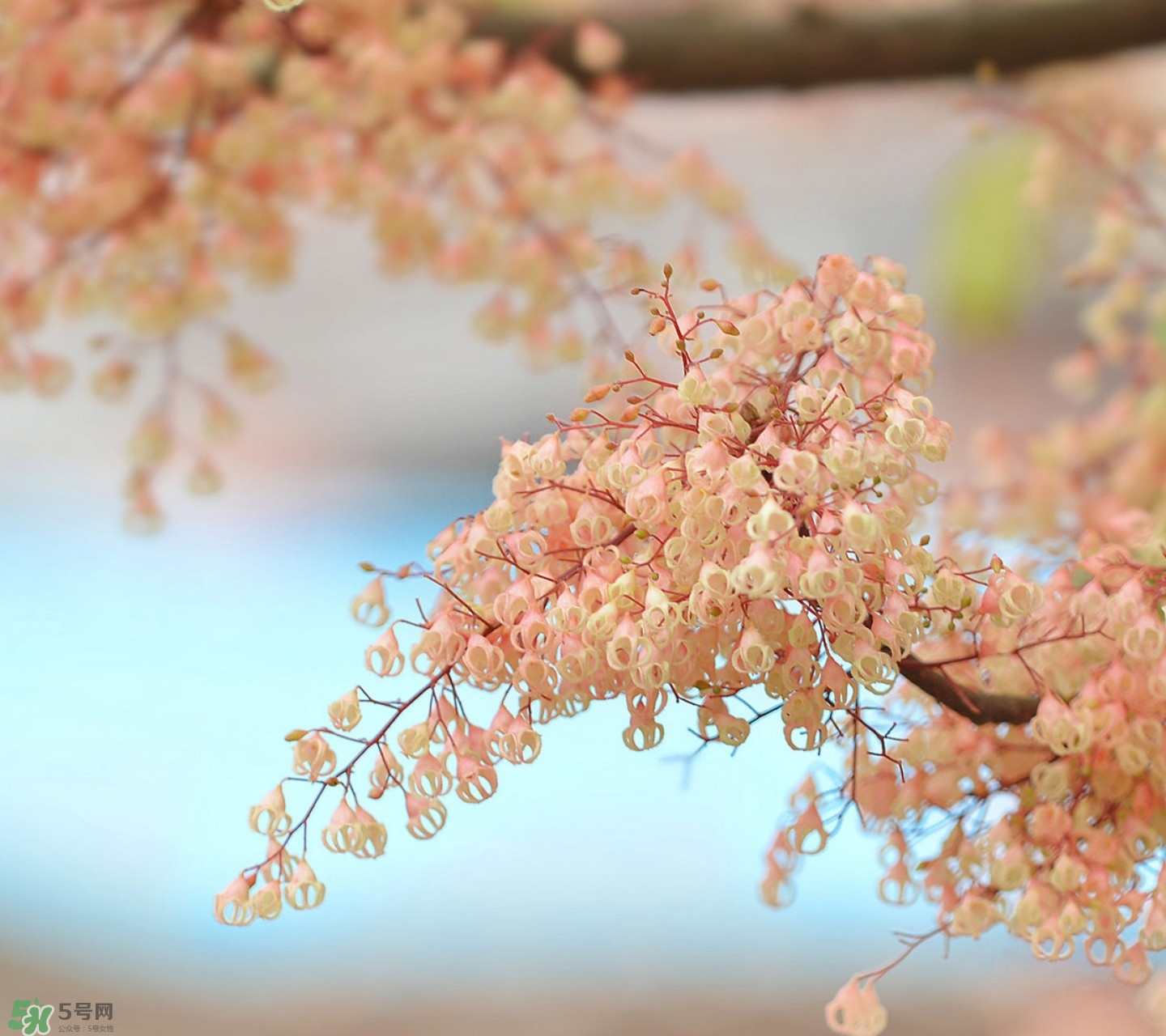 孕婦能吃蘋婆嗎？孕婦吃蘋婆對(duì)胎兒好嗎