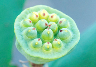 蓮蓬可以放多久？蓮蓬可以放冰箱嗎？