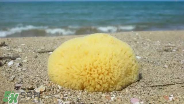 Rosenfeld海綿好用嗎？Rosenfeld海綿怎么樣？