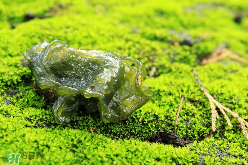 地耳菜怎么做好吃？地耳菜的做法大全