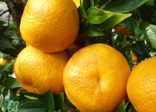 橘子什么時候成熟？橘子什么時候吃最好