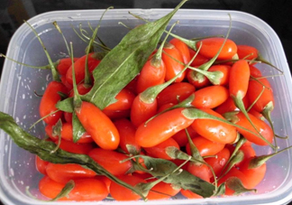 枸杞鮮果怎么保存？枸杞鮮果保鮮期有多久