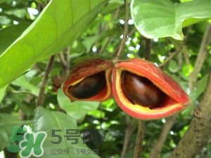 蘋婆怎么吃？蘋婆的功效與作用