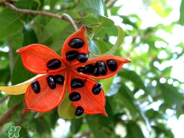 假蘋婆能吃嗎？假蘋婆怎么吃？