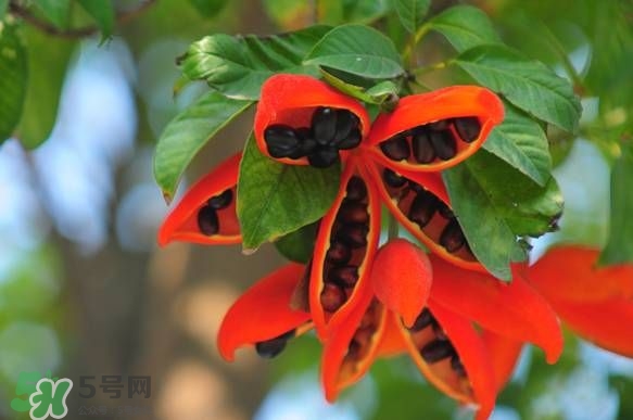 假蘋婆能吃嗎？假蘋婆怎么吃？