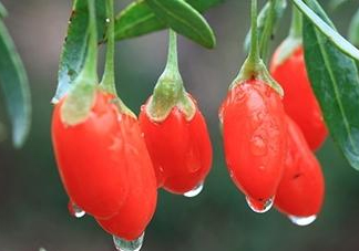 新鮮枸杞多少錢(qián)一斤？2017枸杞鮮果價(jià)格