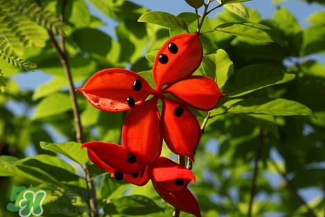 假蘋婆能吃嗎？假蘋婆怎么吃？