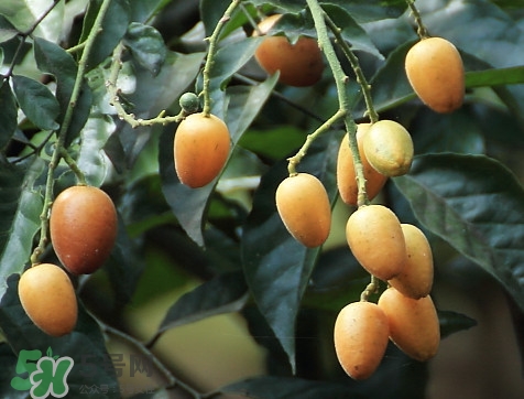 黃皮果品種有哪些？黃皮果哪個(gè)品種好吃